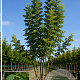 Styphnolobium j. Princeton Upright 175-200 cm 40L meerstammig