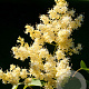 Syringa pekin. 'Zhang Zhiming' 200-250 cm draadkluit struik