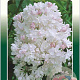 Syringa v. Beauty of Moscow 60-80 cm 5,0L 3-5 tak