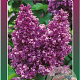 Syringa v. 'Charles Joly' 60-80 cm 5,0L 3-5 tak