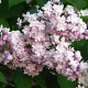 Syringa v. 'Mme Antoine Buchner' 175-200 cm draadkluit struik op Stam