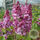 Syringa v. 'Prince Wolkonsky' 80-100 cm 10L