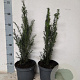 Taxus baccata 40-50 cm 3,0L