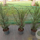 Taxus baccata 40-60 cm 4,0L