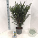 Taxus baccata 70-80 cm 5,0L