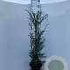 Taxus baccata 80-100 cm 7,5L