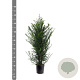 Taxus baccata 100-125 cm 10L