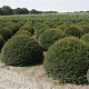 Taxus baccata 120-130 cm draadkluit bol