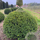 Taxus baccata 120-130 cm draadkluit bol