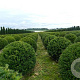 Taxus baccata 140-150 cm draadkluit bol