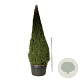 Taxus baccata 400-450 cm cont. 500L piramide