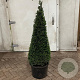 Taxus baccata 130-140 cm 40L kegel