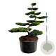Taxus b. 'Summergold' 175-200 cm cont. 500L bonsai