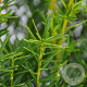 Taxus media 'Densiformis' 25-30 cm 3,5L