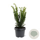 Taxus media 'Densiformis' 25-30 cm 3,5L