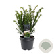 Taxus media 'Farmen' 25-30 cm 3,5L