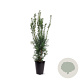 Taxus media 'Hicksii' 50-60 cm 4,0L