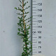 Pyracantha cocc. 'Red Column' 150-175 cm 10L met stok