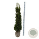 Taxus media 'Viridis' 140-160 cm met kluit extra