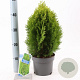 Thuja occ. 'Aurea Nana' 30-35 cm 3,0L