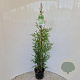 Thuja occ. 'Brabant' 90-100 cm 3,0L