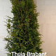 Thuja occ. 'Brabant' 200-250 cm draadkluit solitair