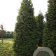 Thuja occ. 'Brabant' 450-500 cm draadkluit solitair