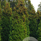 Thuja occ. 'Brabant' 700-800 cm draadkluit solitair