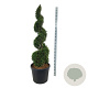 Thuja occ. 'Smaragd' 150-175 cm cont. 90L spiraal