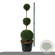 Thuja occ. 'Smaragd' 150-175 cm cont. 90L trio bol