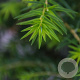 Tsuga canadensis 60-80 cm 5,0L