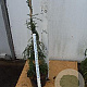 Tsuga can. 'Cole's Prostrate' 60-80 cm 5,0L
