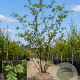 Ulmus pumila 700-800 cm draadkluit meerstammig