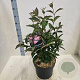 Viburnum bodn. 'Charles Lamont' 60-80 cm 10L