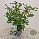 Viburnum globosum 'Jermyns Globe' 30-40 cm 2,5L