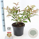 Viburnum hillieri 'Winton' 25-30 cm 3,0L
