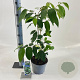 Viburnum plic. Kilimandjaro 30-40 cm 3,0L met stok
