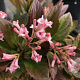 Viburnum Sweet Talker GM 3,0L leverbaar