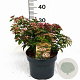 Viburnum tin. 'Eve Price' 40-50 cm 5,0L