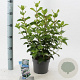 Viburnum tin. Lisarose 25-30 cm 2,0L