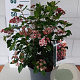 Viburnum tin. Lisarose 35-40 cm 5,0L