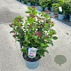 Viburnum tin. Lisarose 35-45 cm 5,0L