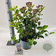 Viburnum tin. Lisarose 35-45 cm 5,0L