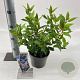 Viburnum tin. Spirit 25-30 cm 2,0L
