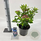 Viburnum tin. Spirit 30-35 cm 3,0L