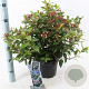 Viburnum tin. Spirit 35-45 cm 5,0L