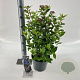 Viburnum tin. Spirit 35-45 cm 5,0L