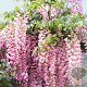 Wisteria brach. 'Showa-beni' 200-250 cm 10L met stok