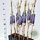 Wisteria sinensis 100 cm C1.5 met stok