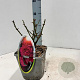 Rosa (T) Blackberry Nip 10-15 cm C1.5